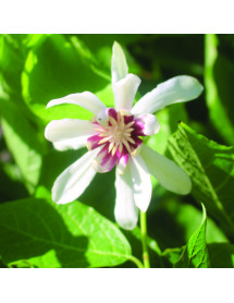 Calycanthus Venus (3lt)