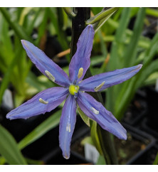 Camassia leichtlinii Caerulea Group (3 x Bulbs) Camassia leichtlinii Caerulea Group (3 x Bulbs)