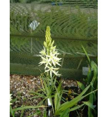 Camassia leichtlinii alba (3 x bulbs) Camassia leichtlinii alba (3 x bulbs)