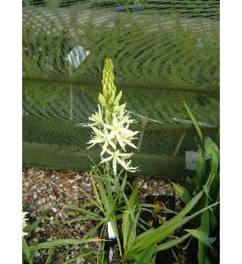 Camassia leichtlinii alba (1 x bulb)