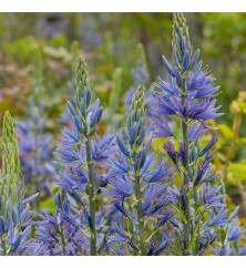 Camassia leichtlinii Caerulea Group (3 x Bulbs)