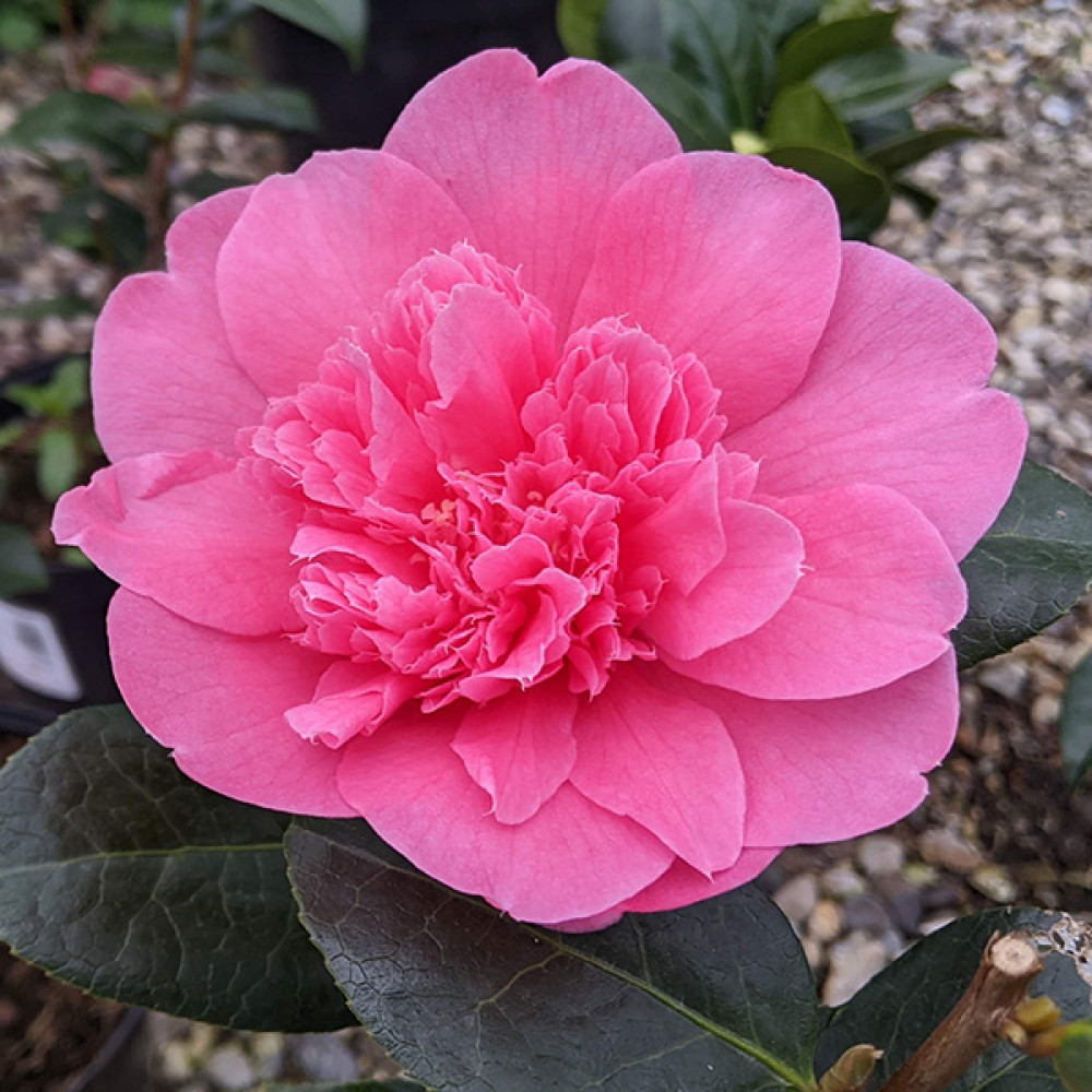 Plants that require more ACIDIC SOILS