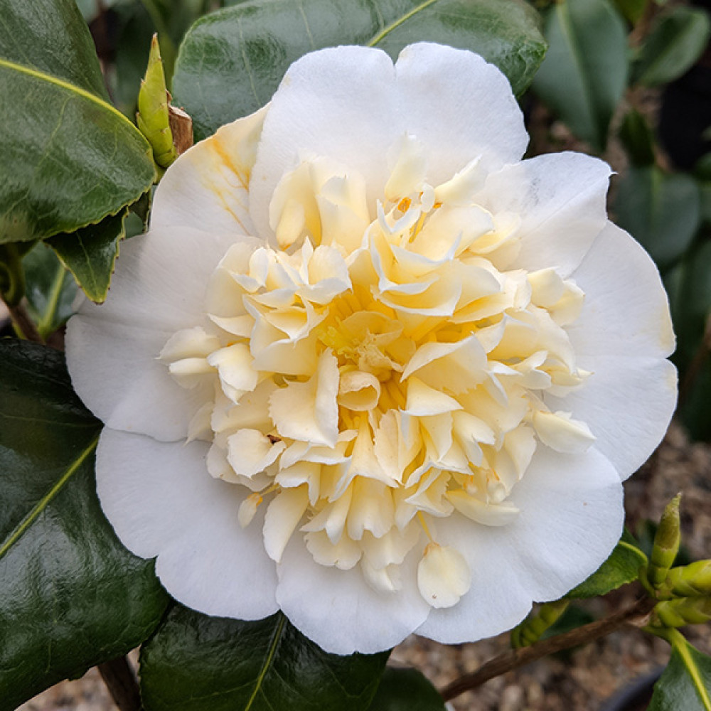 Camellia japonica Brushfields Yellow (3lt)