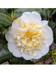 Camellia japonica Brushfields Yellow (3lt)