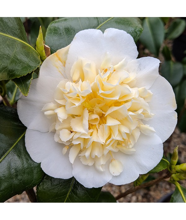 Camellia japonica Brushfields Yellow (3lt) Camellia japonica Brushfields Yellow (3lt)