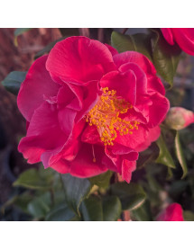 Camellia japonica Doctor King (3lt)