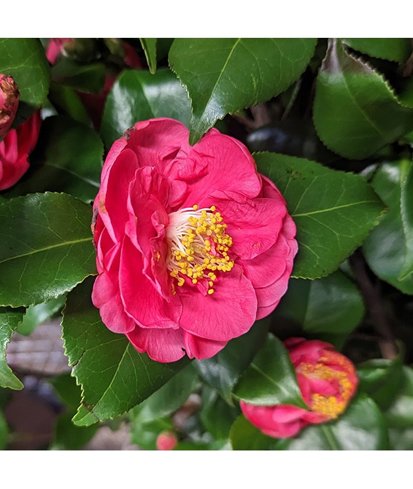 Camellia japonica Doctor King (3lt)