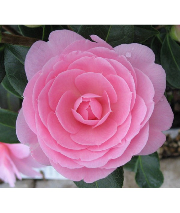 Camellia x williamsii E.G.Waterhouse (3lt)