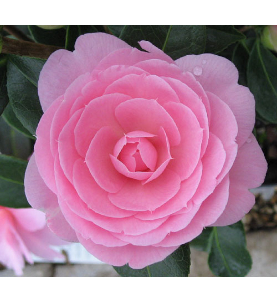 Camellia x williamsii E.G.Waterhouse (3lt)