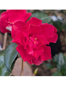 Camellia Freedom Bell (3lt)