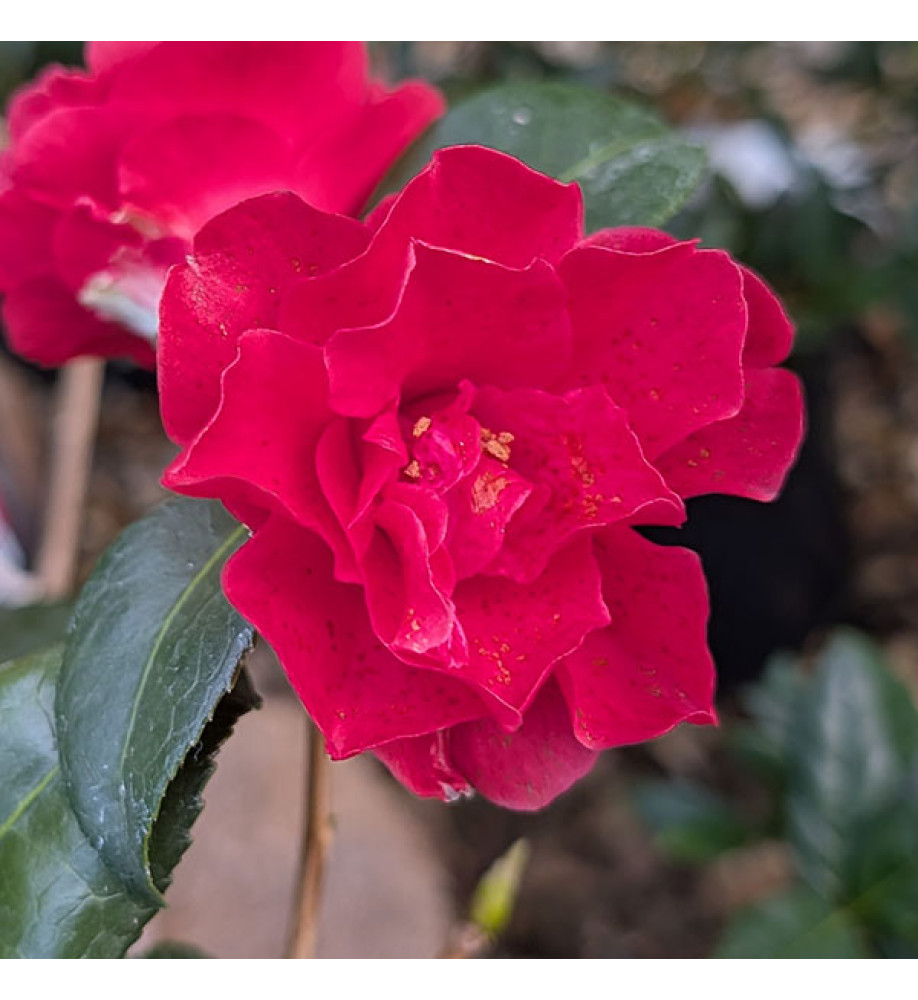 Camellia Freedom Bell (3lt)