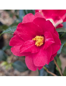 Camellia Freedom Bell (3lt) Camellia Freedom Bell (3lt)
