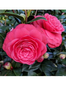 Camellia Black Lace (20lt) Camellia Black Lace (20lt)