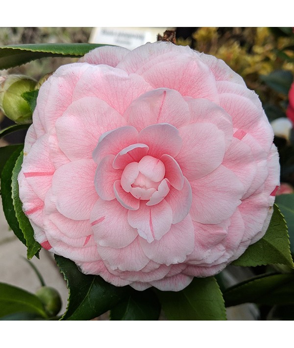 Camellia japonica Bonomiana (4.5lt)