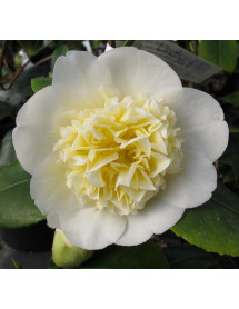 Camellia japonica Brushfields Yellow (3lt)