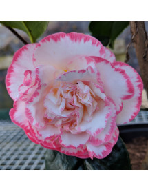 Camellia japonica Margaret Davis (4.5 and 5lt)