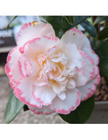 Camellia japonica Margaret Davis (4.5 and 5lt) Camellia japonica Margaret Davis (4.5 and 5lt)