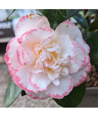 Camellia japonica Margaret Davis (4.5 and 5lt)