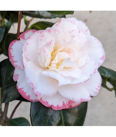Camellia japonica Margaret Davis (4.5 and 5lt)