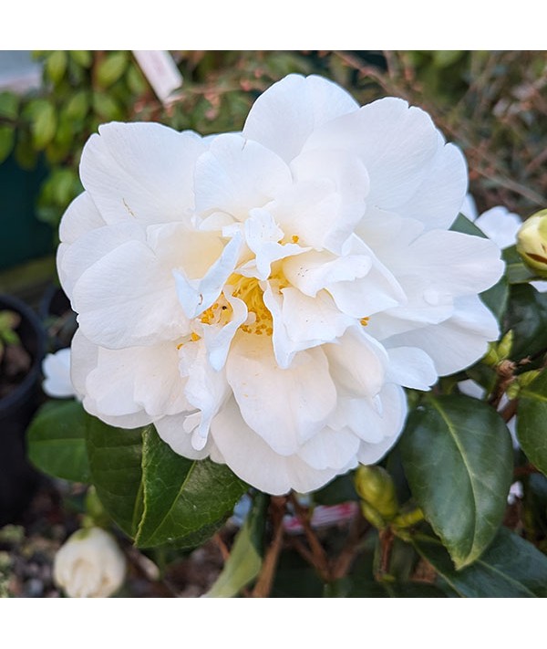 Camellia japonica Silver Anniversary (3lt)