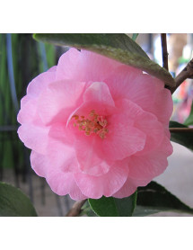 Camellia Spring Festival (3lt)
