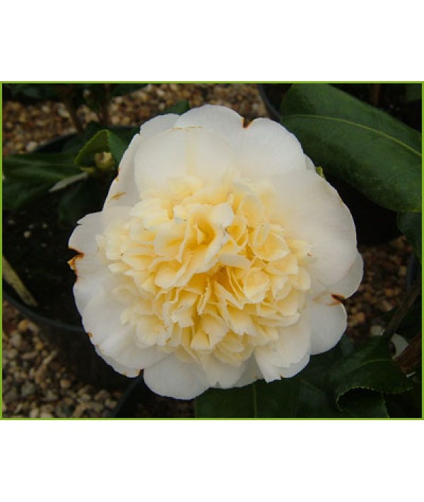 Camellia x williamsii Jurys Yellow (3lt)