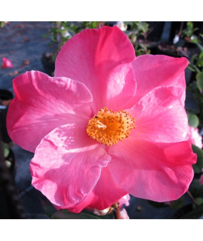 Camellia Leonard Messel (3lt)