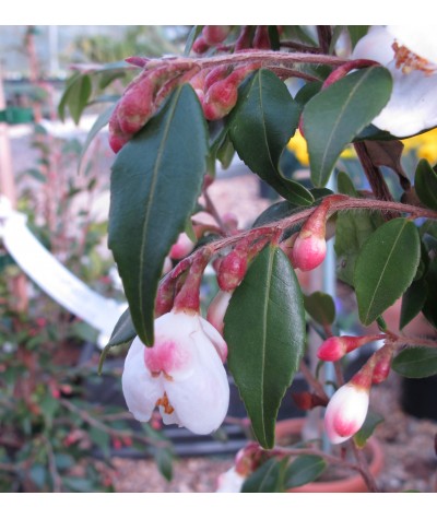 Camellia rosthorniana Cupido (3lt)