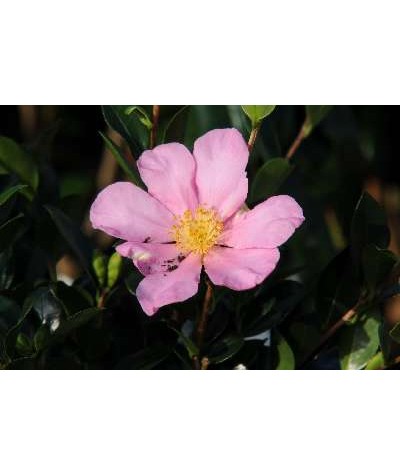 Camellia sasanqua Hugh Evans    (3lt)