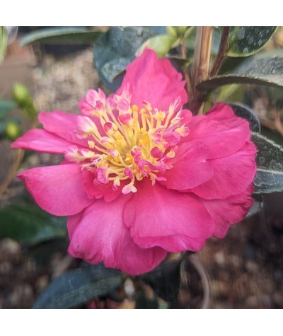 Camellia sasanqua Paradise Belinda (3lt)