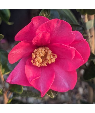 Camellia sasanqua Paradise Belinda (3lt)