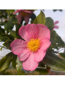 Camellia sasanqua Cleopatra (180lt)
