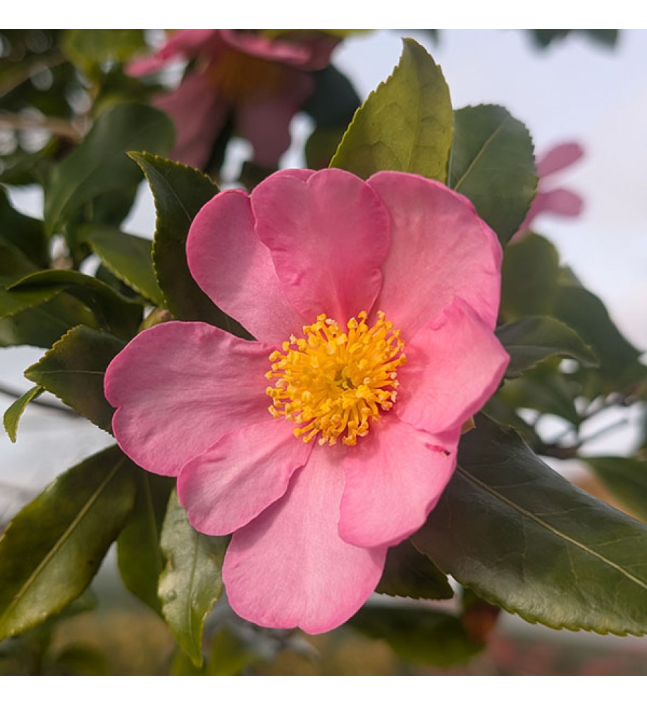Camellia sasanqua Cleopatra (180lt) Camellia sasanqua Cleopatra (180lt)