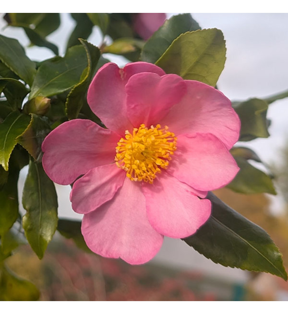 Camellia sasanqua Cleopatra (180lt) Camellia sasanqua Cleopatra (180lt)
