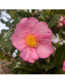 Camellia sasanqua Cleopatra (180lt) Camellia sasanqua Cleopatra (180lt)