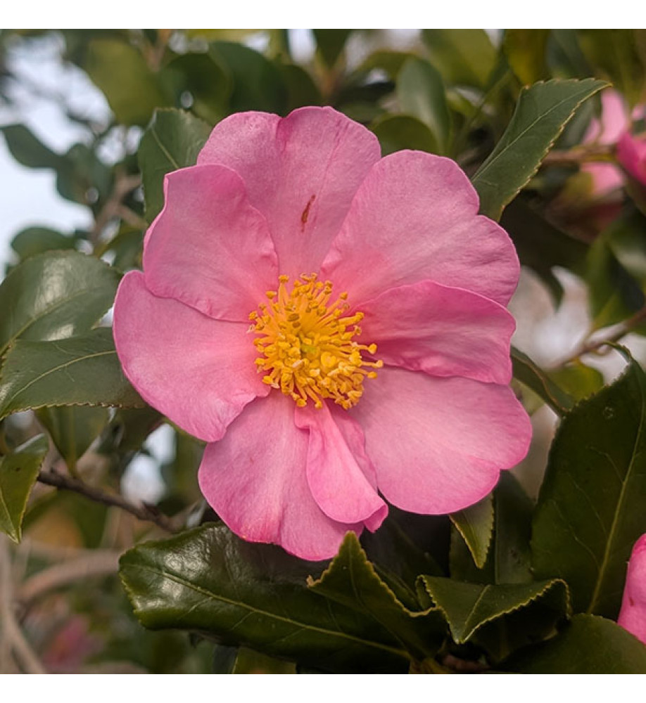 Camellia sasanqua Cleopatra (180lt) Camellia sasanqua Cleopatra (180lt)