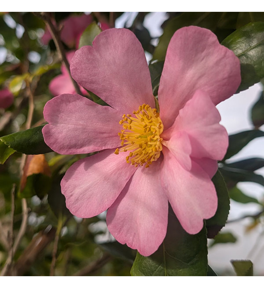 Camellia sasanqua Cleopatra (180lt) Camellia sasanqua Cleopatra (180lt)