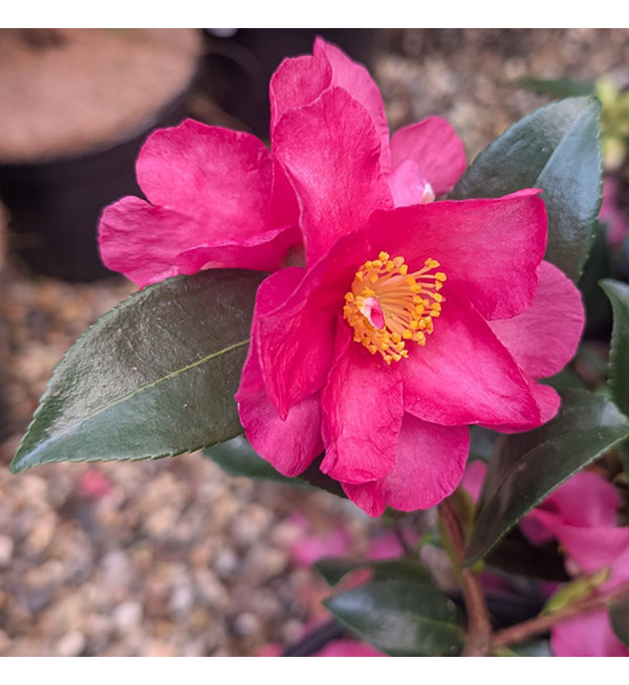 Camellia sasanqua Hiryu (3lt)
