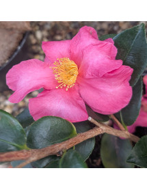 Camellia sasanqua Hiryu (3lt)