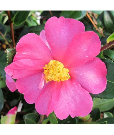Camellia sasanqua Hugh Evans    (3lt)