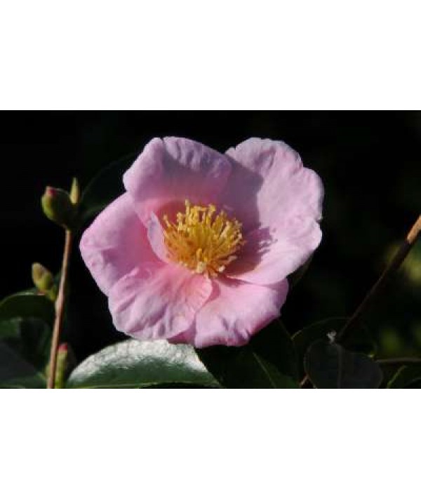 Camellia sasanqua Plantation Pink (3lt)