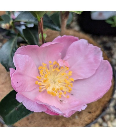 Camellia sasanqua Plantation Pink (3lt)