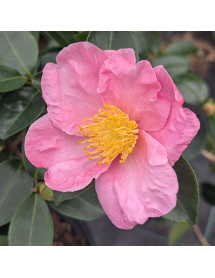 Camellia sasanqua Plantation Pink (7.5lt)