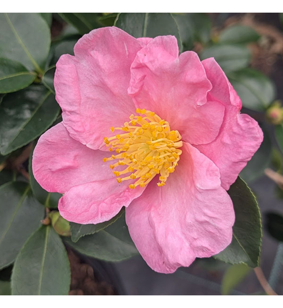 Camellia sasanqua Plantation Pink (7.5lt)