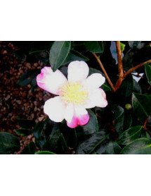 Camellia sasanqua Rainbow (3lt)