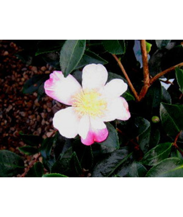 Camellia sasanqua Rainbow (3lt)