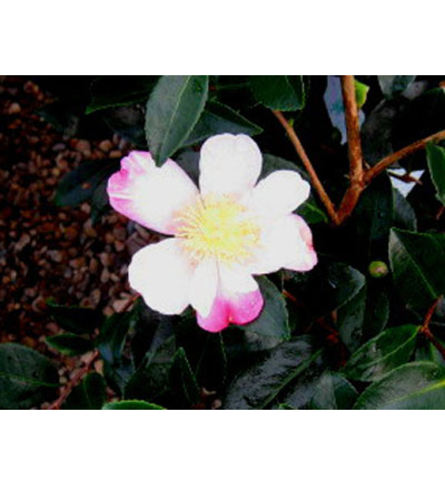 Camellia sasanqua Rainbow (3lt)