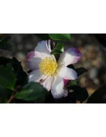 Camellia sasanqua Rainbow (3lt) Camellia sasanqua Rainbow (3lt)