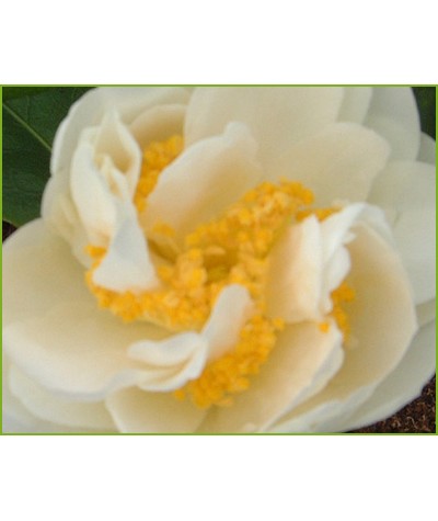 Camellia japonica Silver Anniversary (4.5lt)