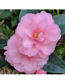 Camellia Spring Festival (3lt)